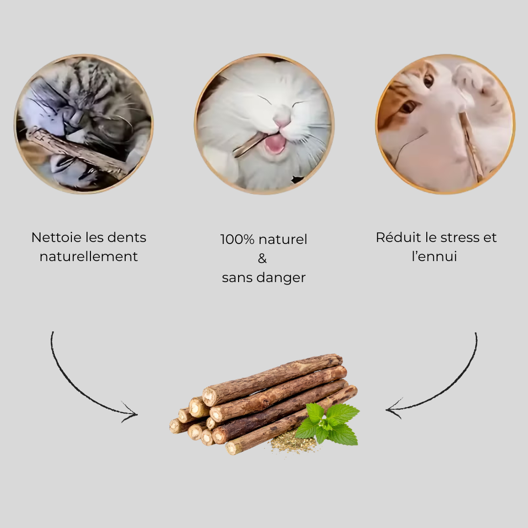 Bâtons Silvervine pour Chat X20 | Jouet Naturel Matatabi – Animaris™